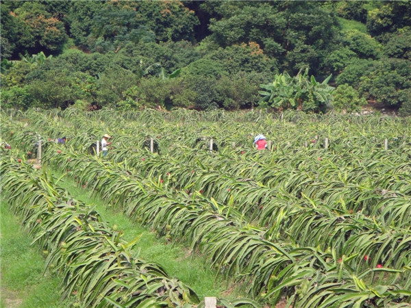 火龍果種植園.jpg