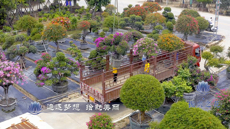 中國花木之鄉(xiāng)