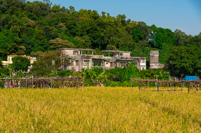 20221021起鳳環稻田-3.jpg