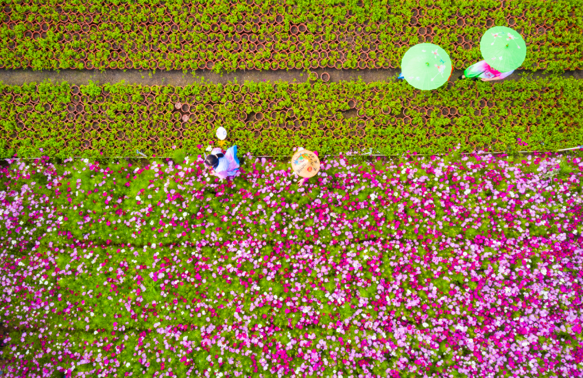 花花世界