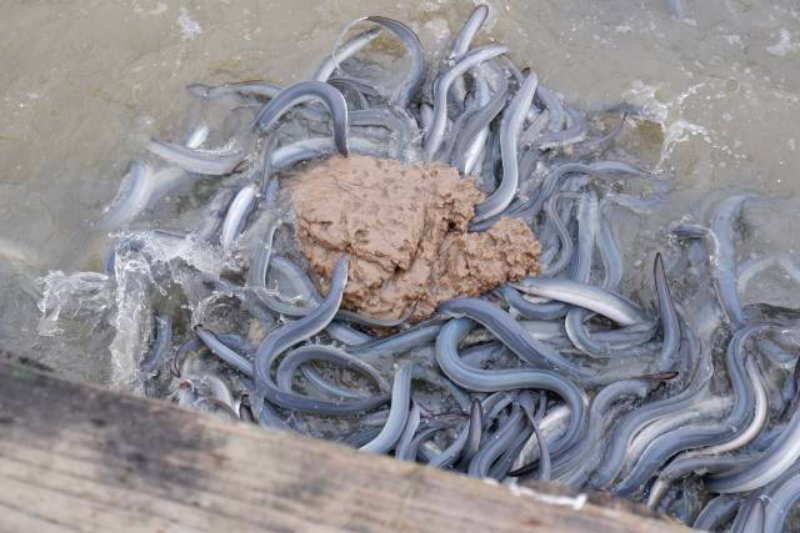 揉成面團(tuán)的飼料讓鰻魚扎堆進(jìn)食。
