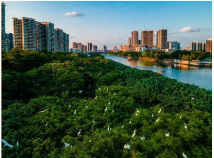 肖展欣：持續做大做強鎮域經濟 打造近悅遠來幸福之城3.png