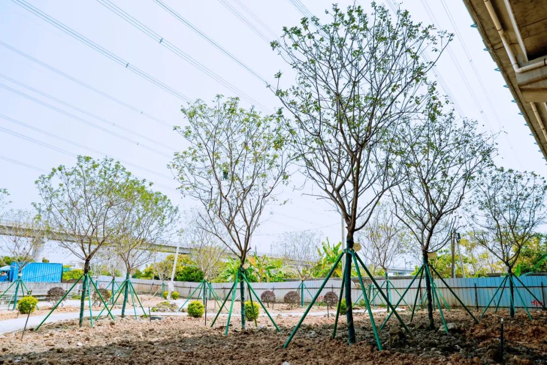兩校認捐樹木 (1).jpg