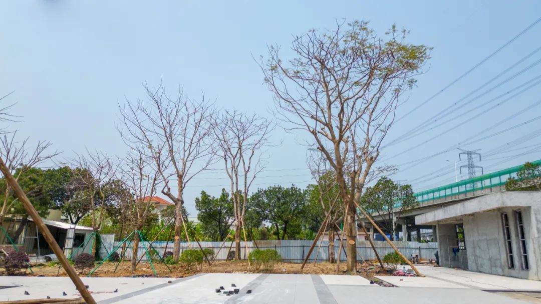 兩校認捐樹木 (2).jpg
