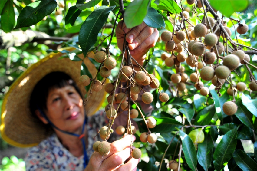 農業- 龍眼熟了（未發）(957101)-20191021152955.jpg